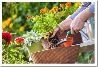 Spinal Health Gardening Sioux Falls SD